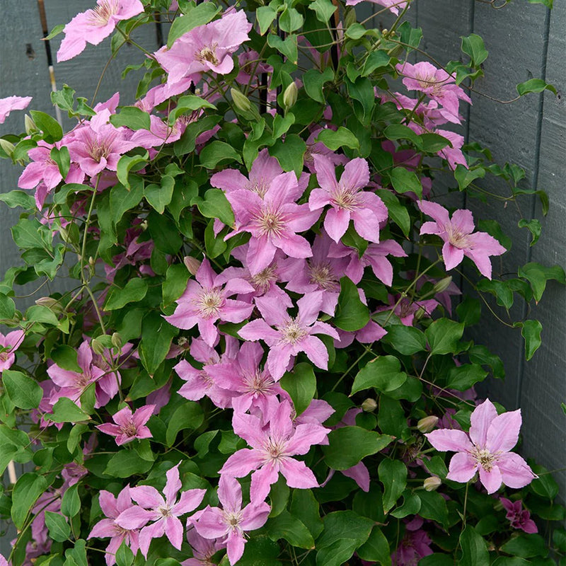 CLEMATIS 'BRIDGEWATER' 19CM RE