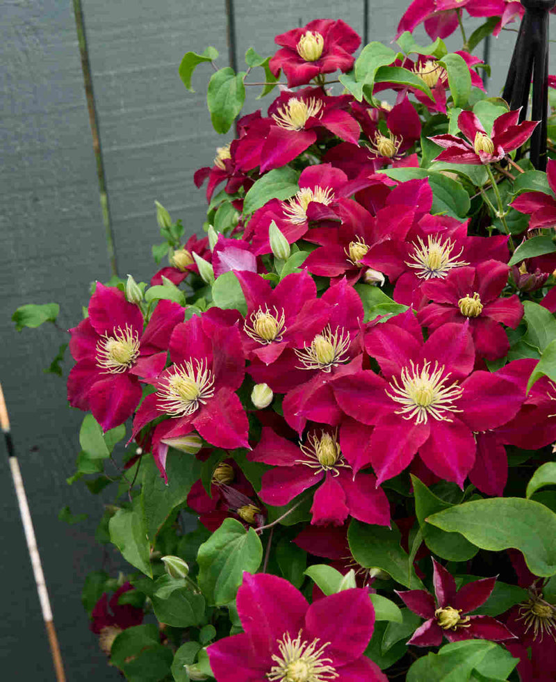 CLEMATIS 'ELPIS' 19CM RE