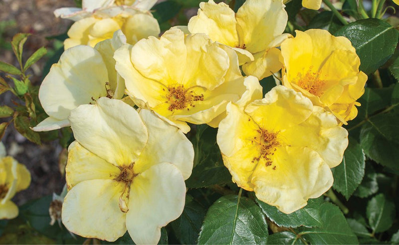 ROSE K.O. 'EASY BEE-ZY' G3