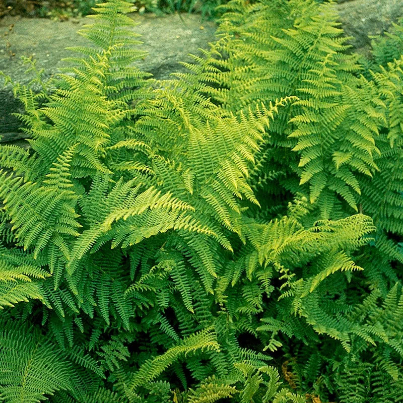 FERN -HAYSCENTED 19CM/G1 AB