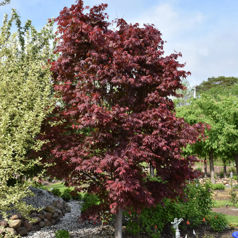 ACER PA. 'SAMURAI SWORD'™ G3 PW