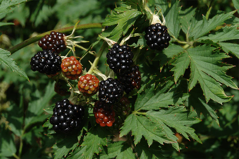 RUBUS 'NATCHEZ' 19CM 12" PTW