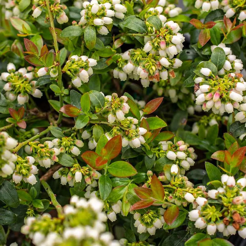 VACCINIUM BERRYBUX 19CM RAZ