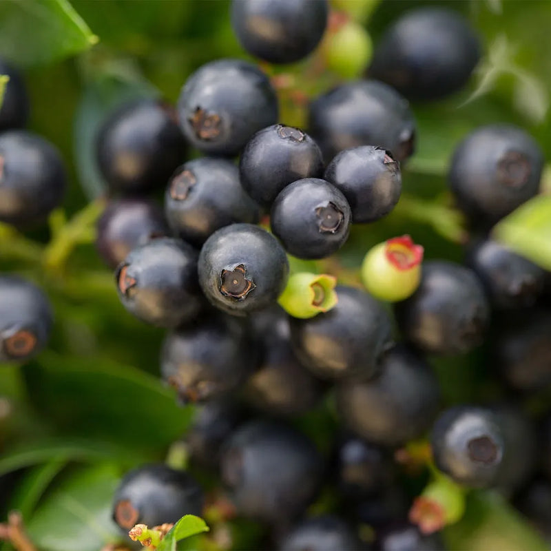 VACCINIUM BERRYBUX 19CM RAZ