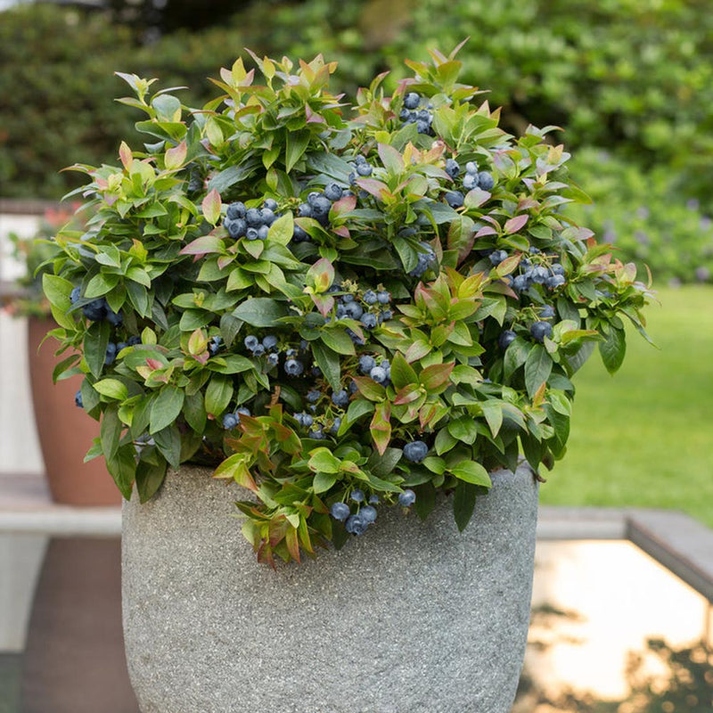 VACCINIUM 'JELLY BEAN' 19CM RAZ
