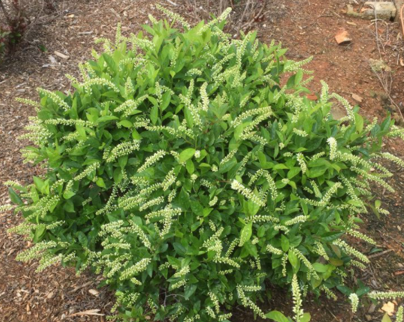 ITEA VIRGINICA LOVE CHILD'® G3 15" FE