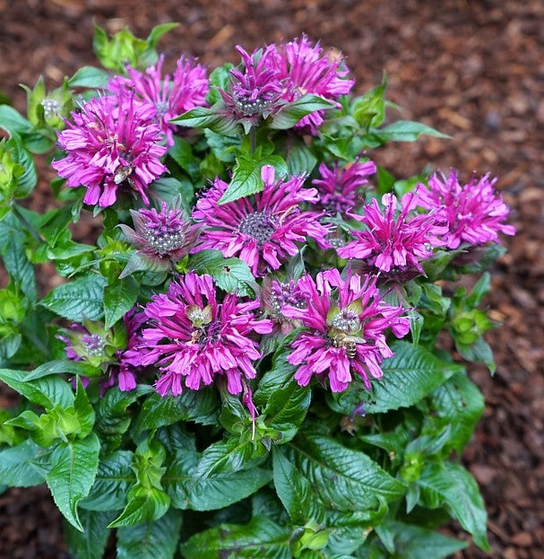 MONARDA 'POCAHONTAS PURPLE ROSE' 19CM PTW
