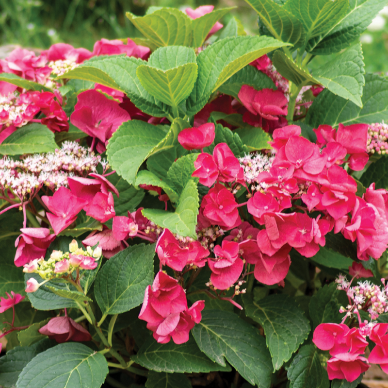 HYDRANGEA M. 'CHERRY EXPLOSION' G2 BL