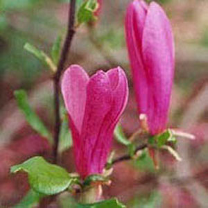 MAGNOLIA X 'SUSAN' G3 36-42"