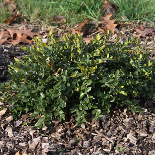 BUXUS X. FLAT-TERY G2 10"