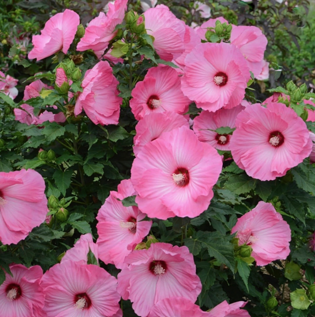 HIBISCUS 'AIRBRUSH EFFECT' G1
