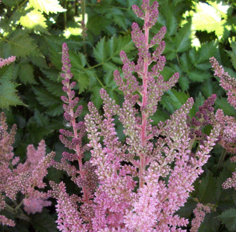 ASTILBE 'VISION IN PINK' 19CM