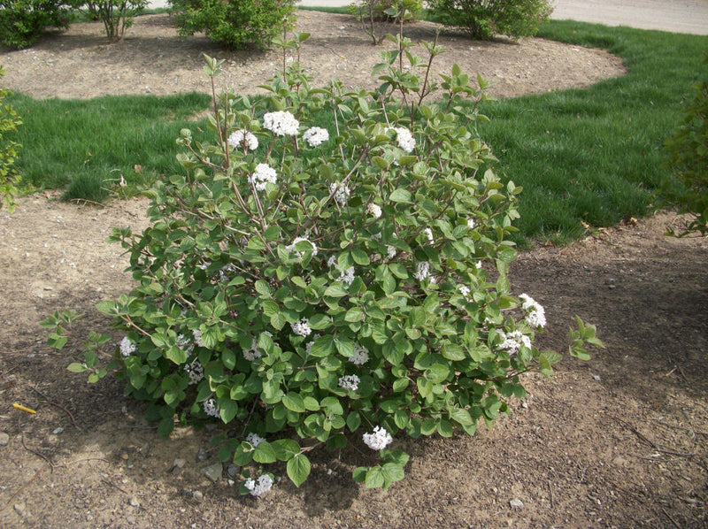 VIBURNUM CARLESII G3 18"
