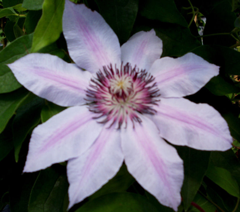 CLEMATIS 'N MOSER' 19CM STK