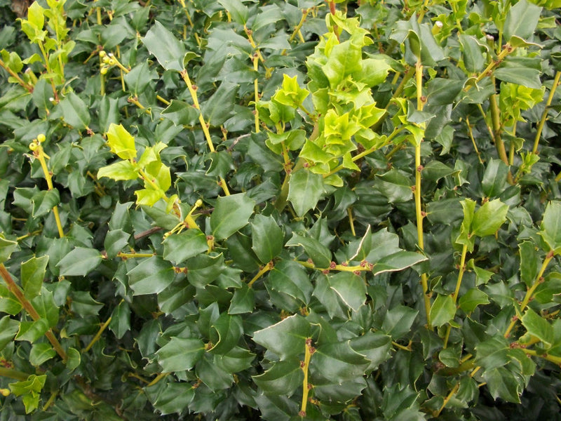 ILEX X MES. 'CHINA BOY' G3 15"