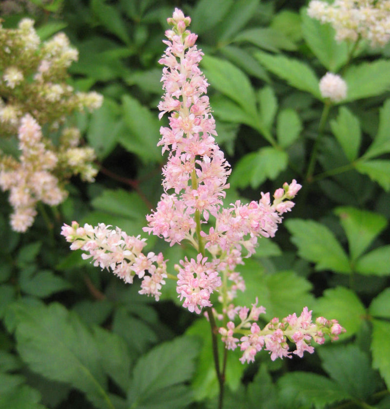 ASTILBE 'RHEINLAND' 19CM