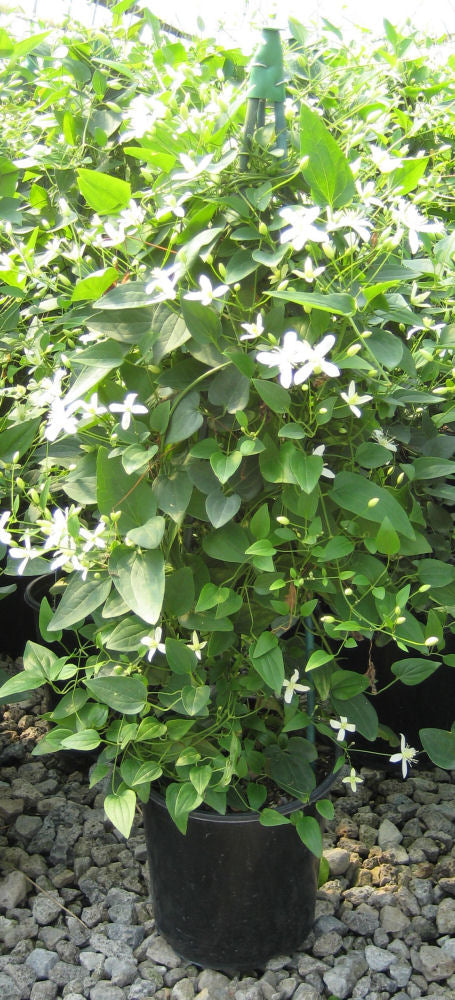 CLEMATIS 'PANICULATA' 19CM STK