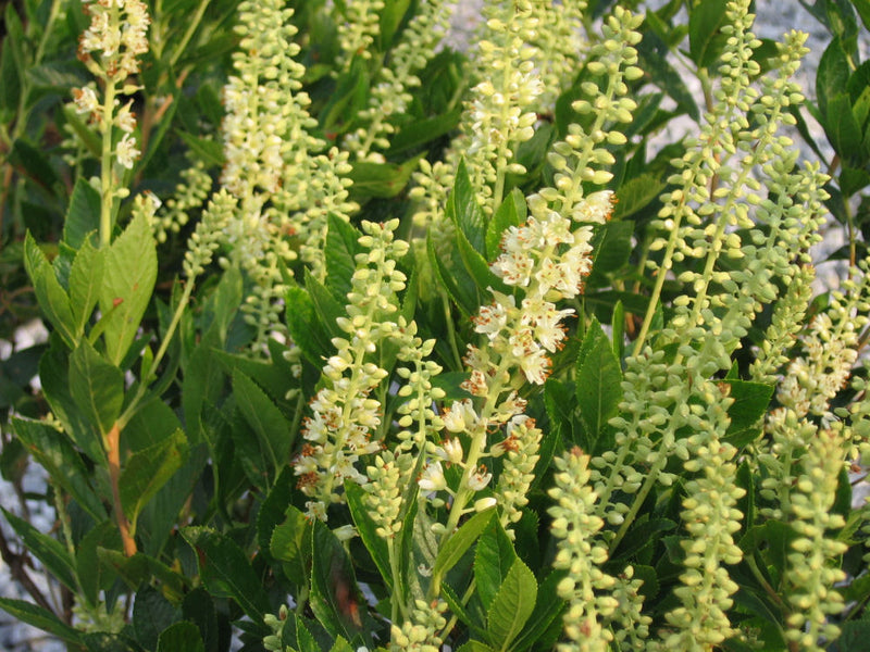 CLETHRA AL. 'SIXTEEN CANDLES' G3 15"