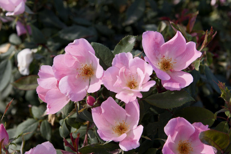 ROSE K.O. 'BLUSHING KNOCKOUT' G2
