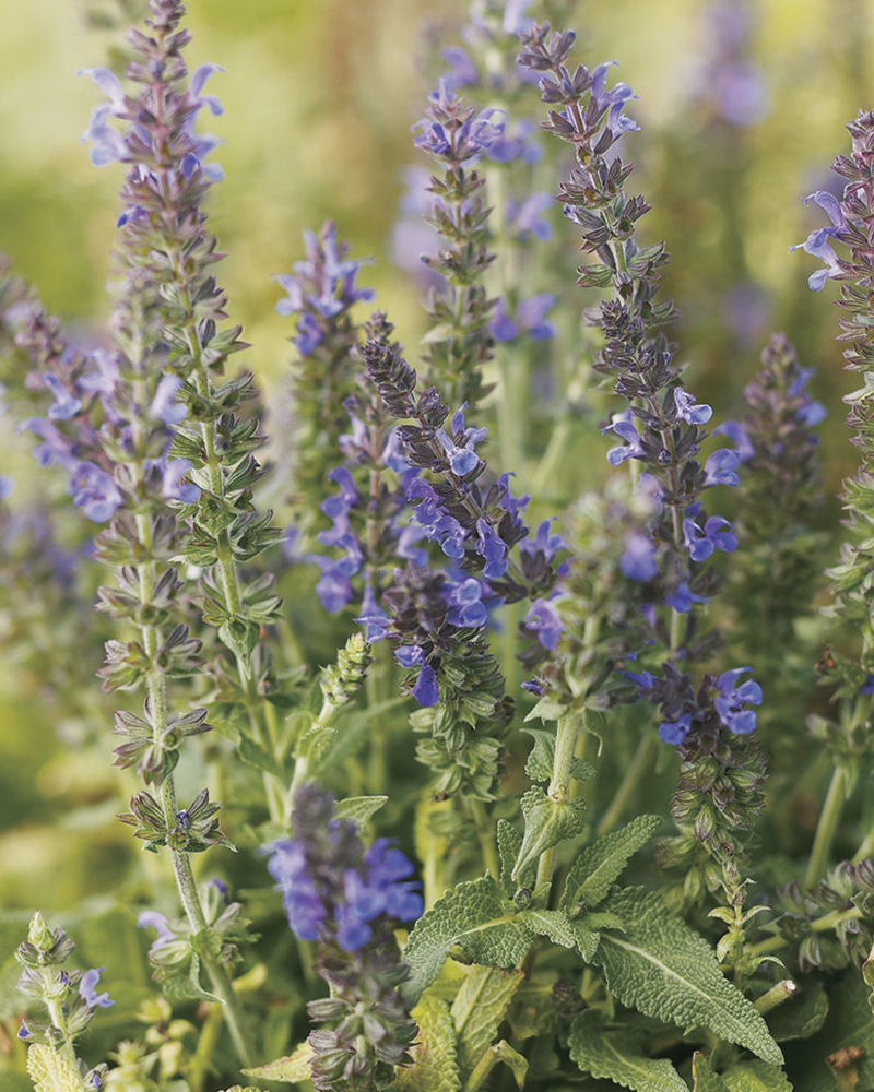 SALVIA X S. 'MARCUS' 19CM