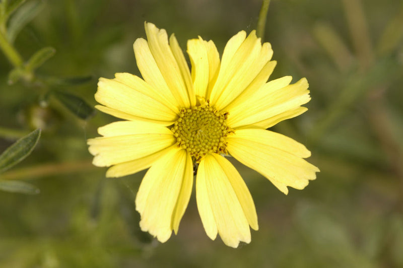 COREOPSIS VERT. 'CREME BRULEE' 19CM