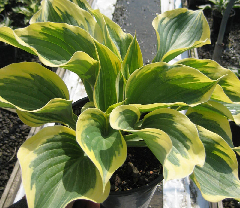 HOSTA 'LIBERTY' 19CM