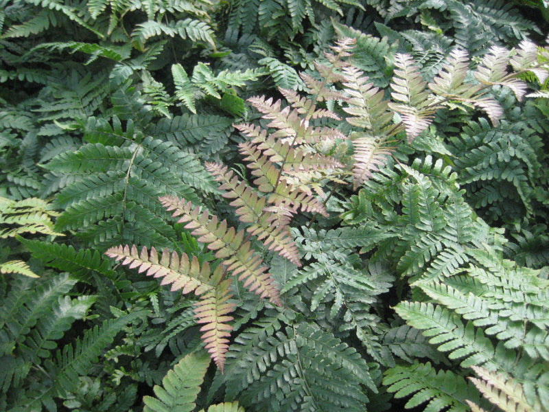 FERN -BRILLIANCE AUTUMN 19CM