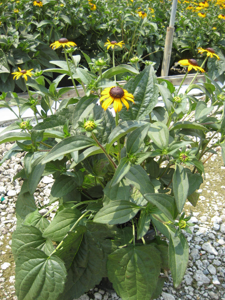 RUDBECKIA FULGIDA 'GOLDSTURM' 19CM