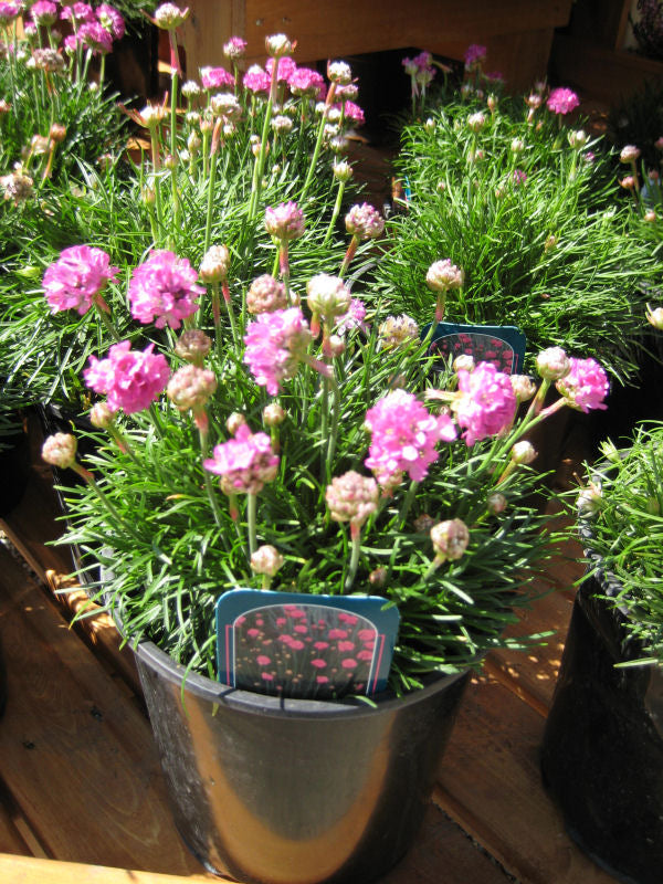 ARMERIA MARITIMA 'SPLENDENS' 19CM