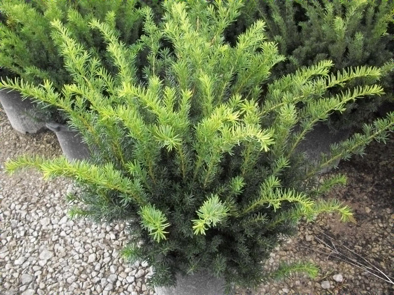 TAXUS MEDIA 'DENSIFORMIS' G3 15"