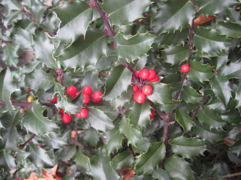 ILEX X MES. 'BLUE PRINCESS' G3 15"