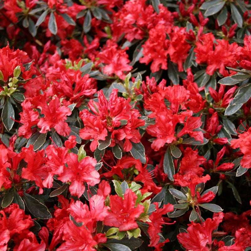 AZALEA HOT SHOT 19CM
