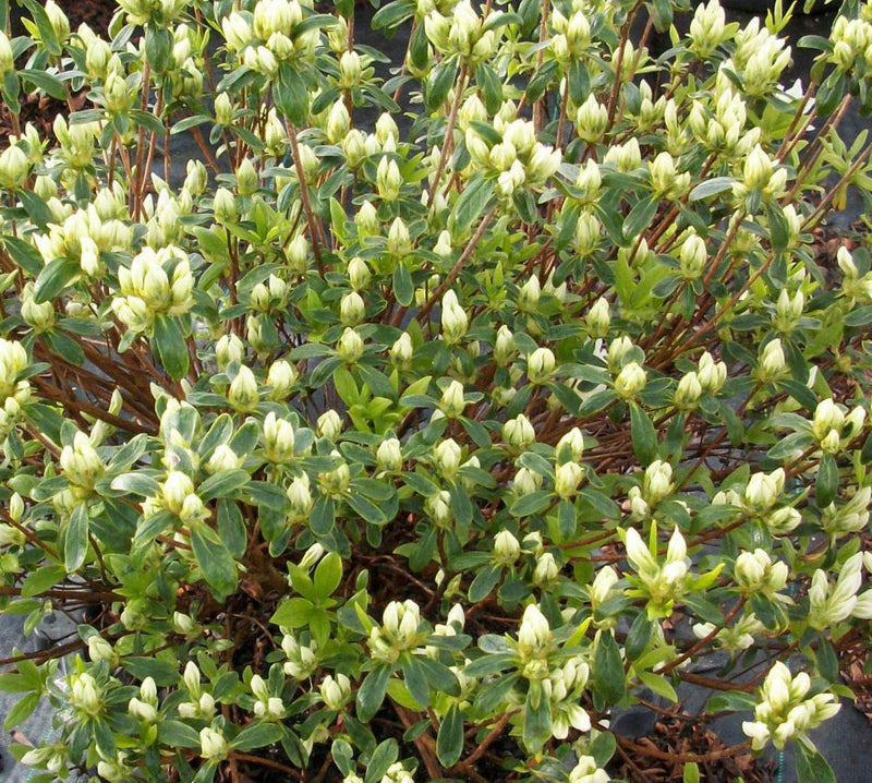 AZALEA CASCADE 19CM