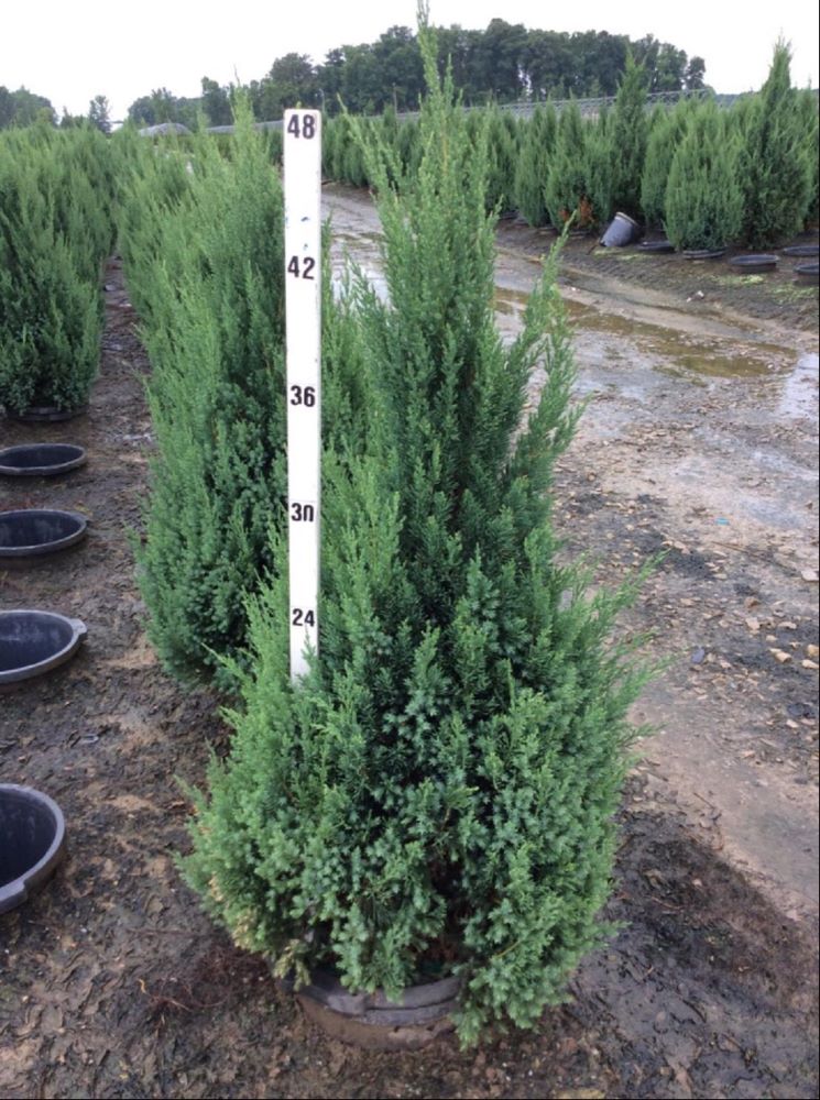 JUNIPER C. 'BLUE POINT' G3 24"