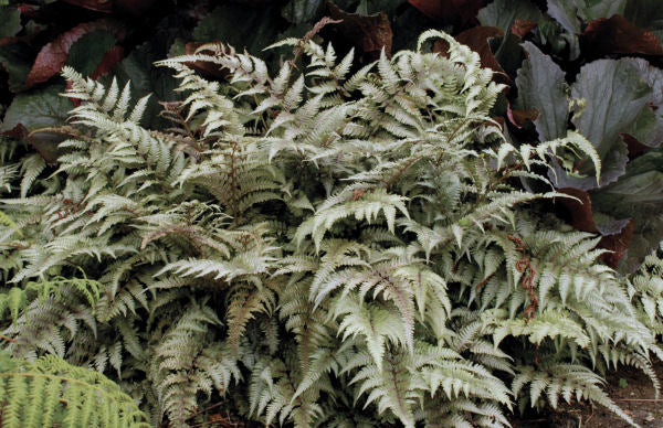 FERN -JAPANESE PAINTED 19CM
