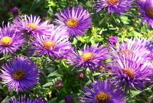 ASTER N. 'PURPLE DOME' 19CM