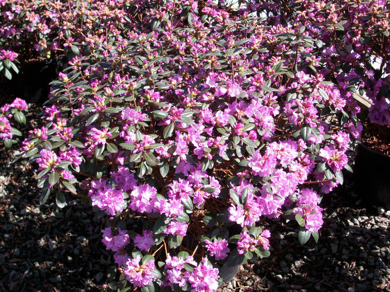RHODO. PJM 'ELITE' G3 15"