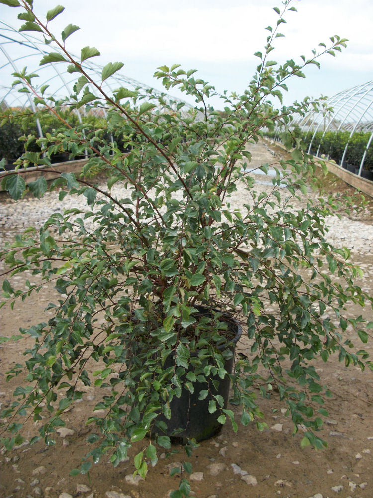 SPIRAEA X. VAN. 'RENAISSANCE' G3 15"