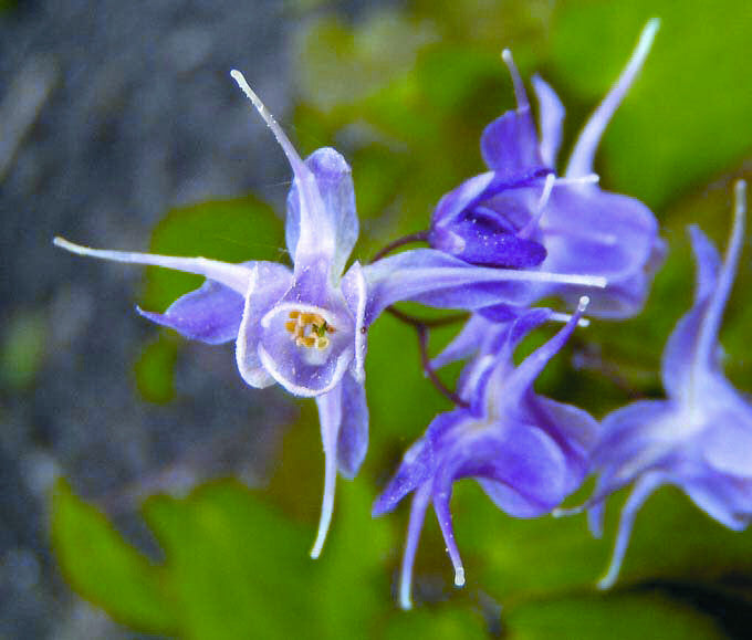 EPIMEDIUM GR. 'LILAFEE' 19CM PTW