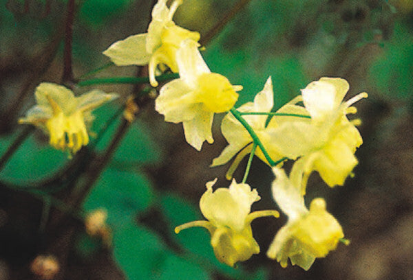 EPIMEDIUM VER 'SULPHUREUM' 19CM PTW