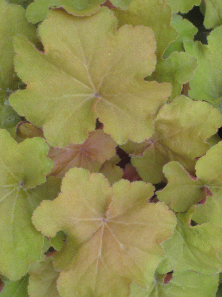 HEUCHERA 'CARAMEL' 19CM PTW