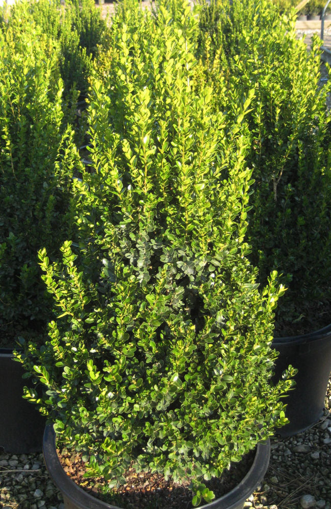 BUXUS 'CRANBERRY CREEK' G3 18" CYL PTW