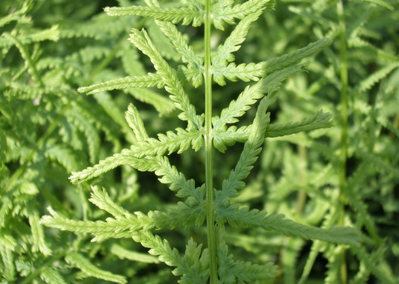 FERN -DRE'S DAGGER 19CM