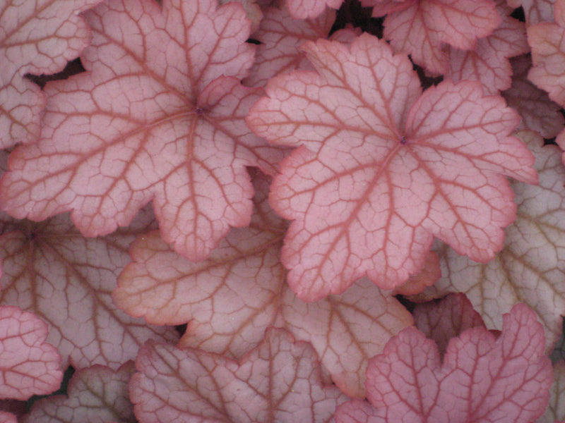 HEUCHERA 'GEORGIA PEACH' 19CM PTW