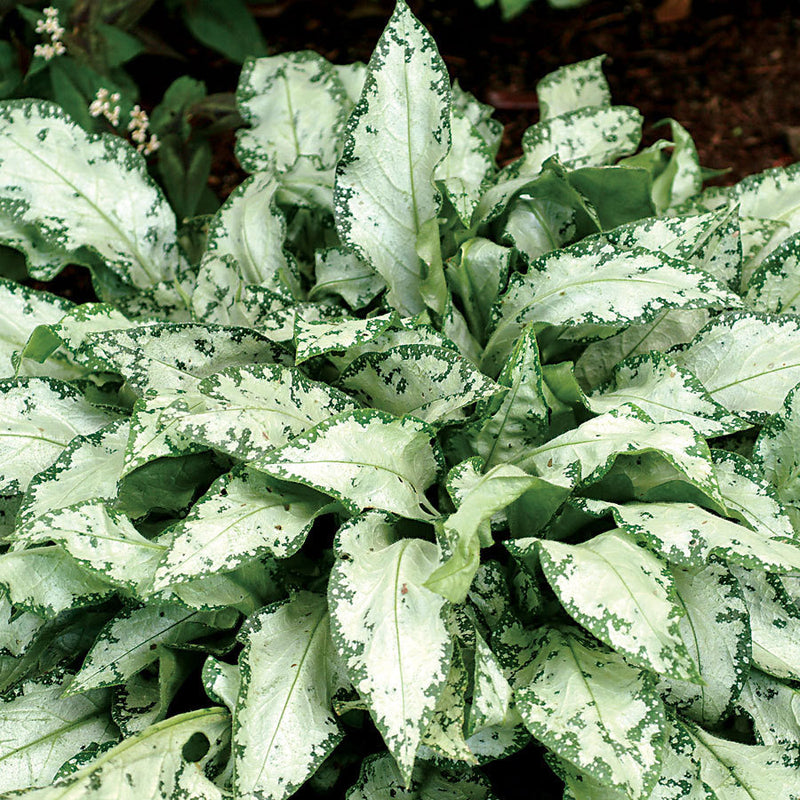 PULMONARIA 'HIGH CONTRAST' 19CM PTW