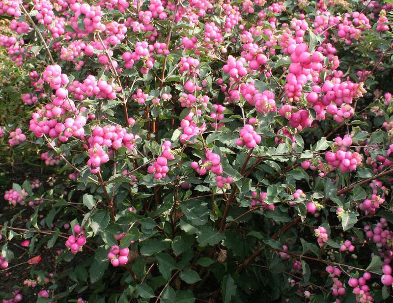 SYMPHORICARPOS 'SWEET SENSATION' G3 15" PTW
