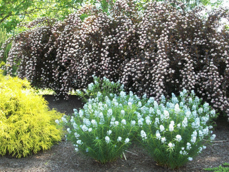 AMSONIA HUBRICHTII 19CM