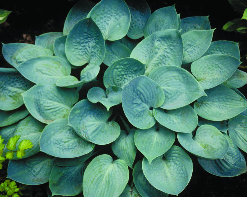 HOSTA 'PRAIRIE SKY' 19CM PTW
