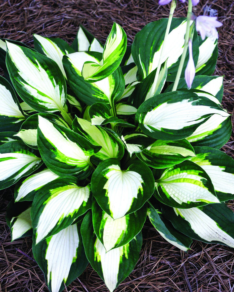 HOSTA 'VULCAN' 19CM PTW