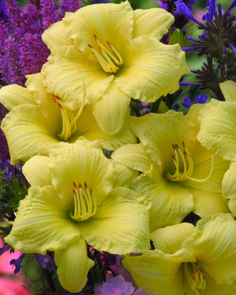 HEMER 'GOING BANANAS' 19CM PW